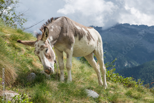 Brown and white – beige donkey grazing in the mountain pasture