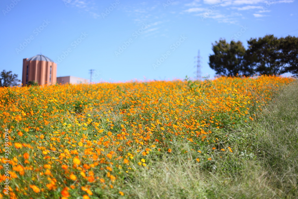 Obraz premium キバナコスモスの丘