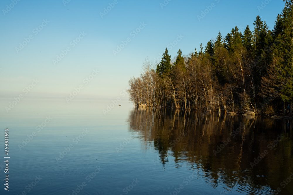 Pine forest along the shore of Lake Ladoga Pine forest along the shore of Lake Ladoga