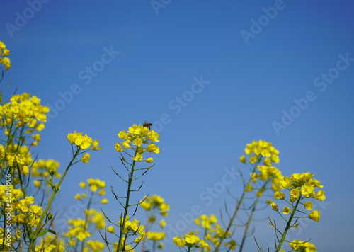 日本の菜の花と蜜蜂