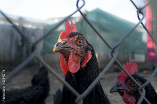 Chicken through the Fence photo