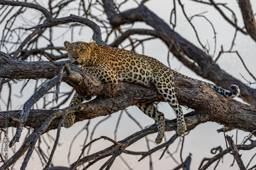 Photography Leopard roaming its territory in the Moremi Game Reserve Botswana Africa