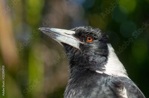 Australian Magpie