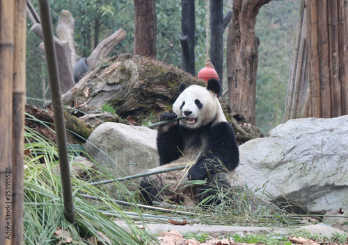 Giant panda is eating bamboo, Bifengxia Nature Reserve, Sichuan Province