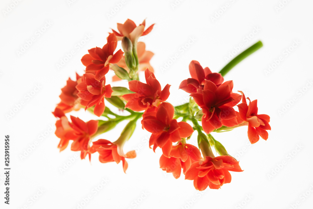 nice red flowers on the white backround nice red flowers on the white backround
