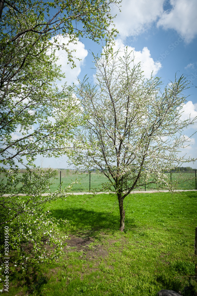 Fototapeta premium Flowers and twigs of cherry in spring