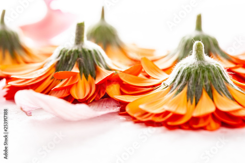 Flowers on a white background close-up