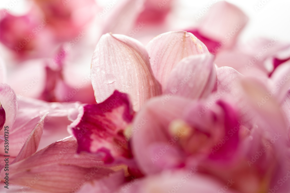 Flowers on a white background close-up