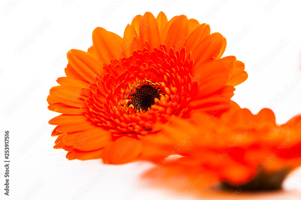 Flowers on a white background close-up Flowers on a white background close-up