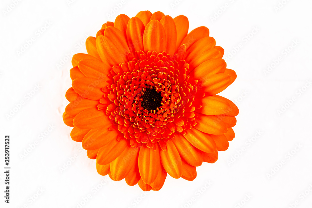 Flowers on a white background close-up Flowers on a white background close-up