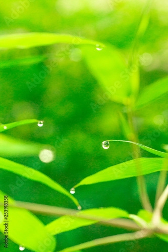 Fresh green bamboo leaf with dews drop