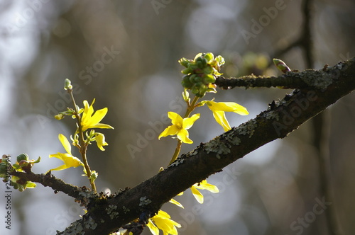 bourgeons et fleurs photo