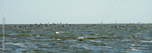 Strand von Altwarp am Stettiner Haff photo