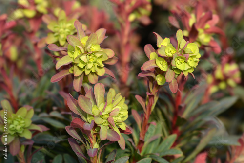 Foto Wood spurge Purpurea