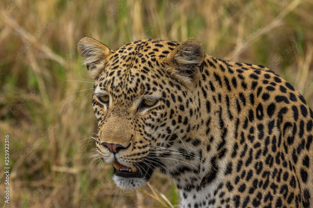 Leopard roaming its territory in the Khwai Concession area of Botswana Africa Leopard roaming its territory in the Khwai Concession area of Botswana Africa