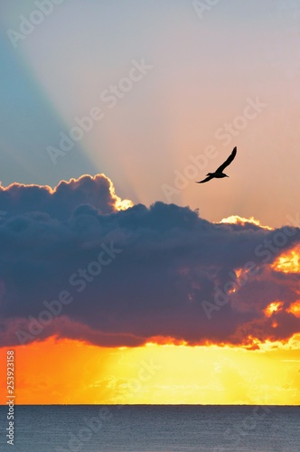bird flying at sunrise over the sea