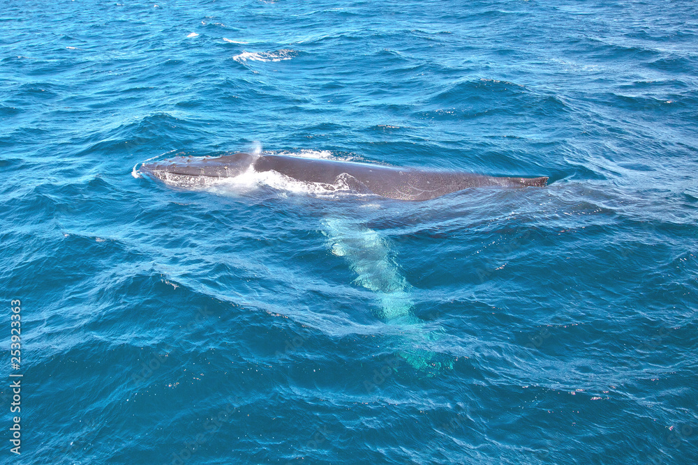 humpback whale swimming in the sea