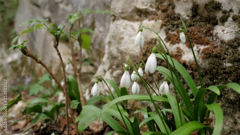 Swaying snowdrops close-up. The first flowers in the mountains. Rocks and rocks in the moss in the background. White Galanthus Swaying snowdrops close-up. The first flowers in the mountains. Rocks and rocks in the moss in the background. White Galanthus