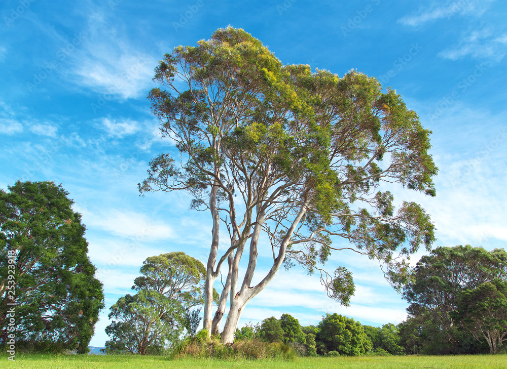 Fototapeta premium eucalyptus tree and bush landscape
