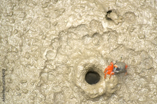 Fiddler crab near a crab hole