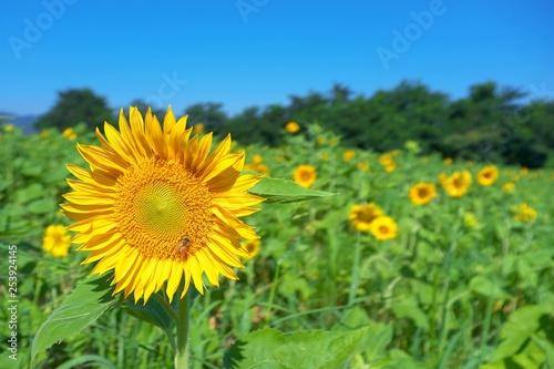 sunflower in a meadow