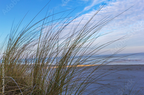 D  nengras an der Ostsee