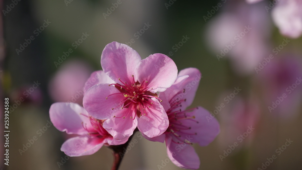 Cherry blossoms at spring