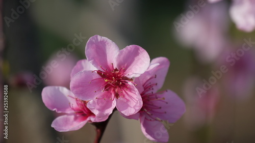 Cherry blossoms at spring