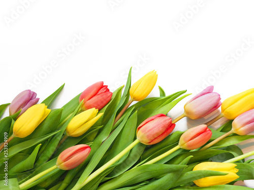 Delicate spring tulips on a white background, copy space