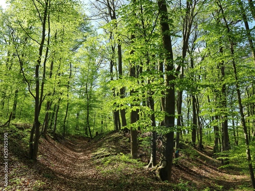 Fototapeta Naklejka Na Ścianę i Meble -  Wald im Frühling