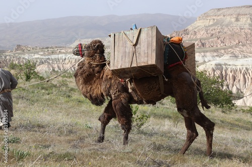 A camel carrying a load