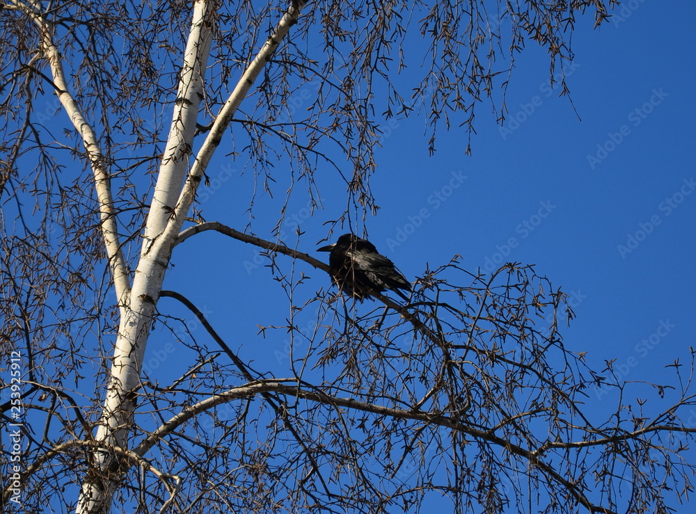 Crow sitting on a birch tree against the blue sky. It's spring. 