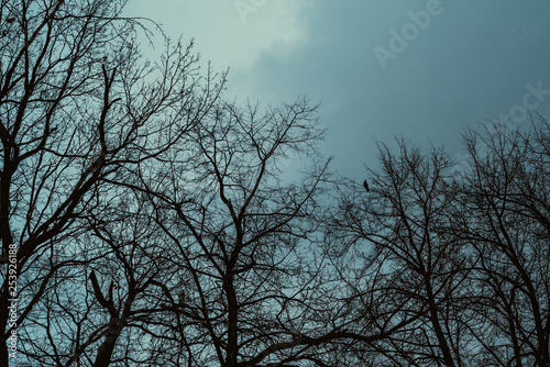 Autumn gloomy sky and leafless trees