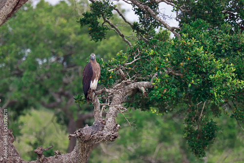 Grey-headed fish eagle on tree
