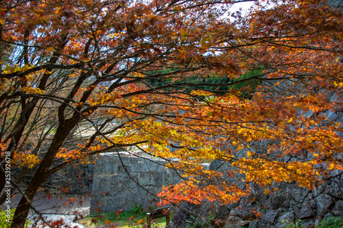 Branches with golden brown leaves during autum with brickwork in background