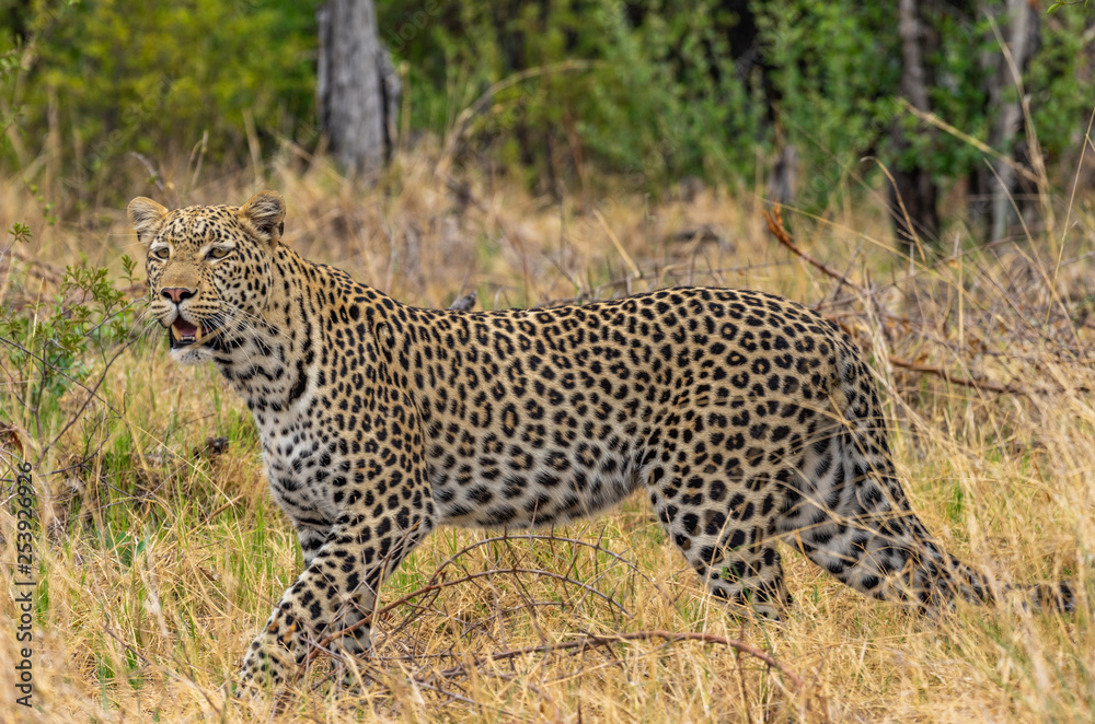 Leopard roaming its territory in the Khwai Concession area of Botswana Africa Leopard roaming its territory in the Khwai Concession area of Botswana Africa