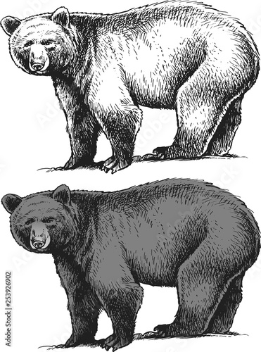 bear vector