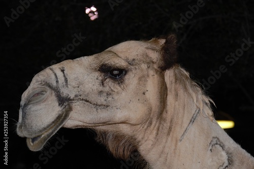Closeup of camel © Shmeem