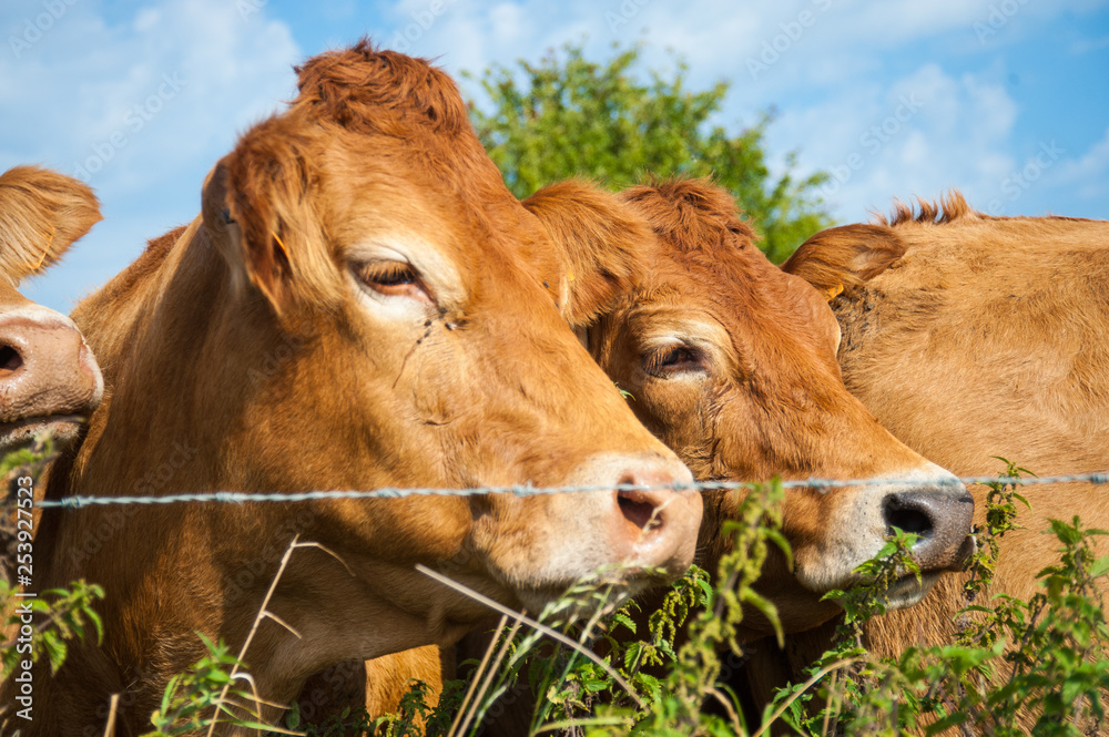 Cows grazing in the East Flemish Country Side. Cows grazing in the East Flemish Country Side.