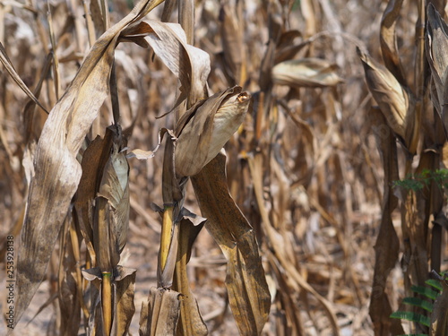Foto Corn death destroyed by drought.
