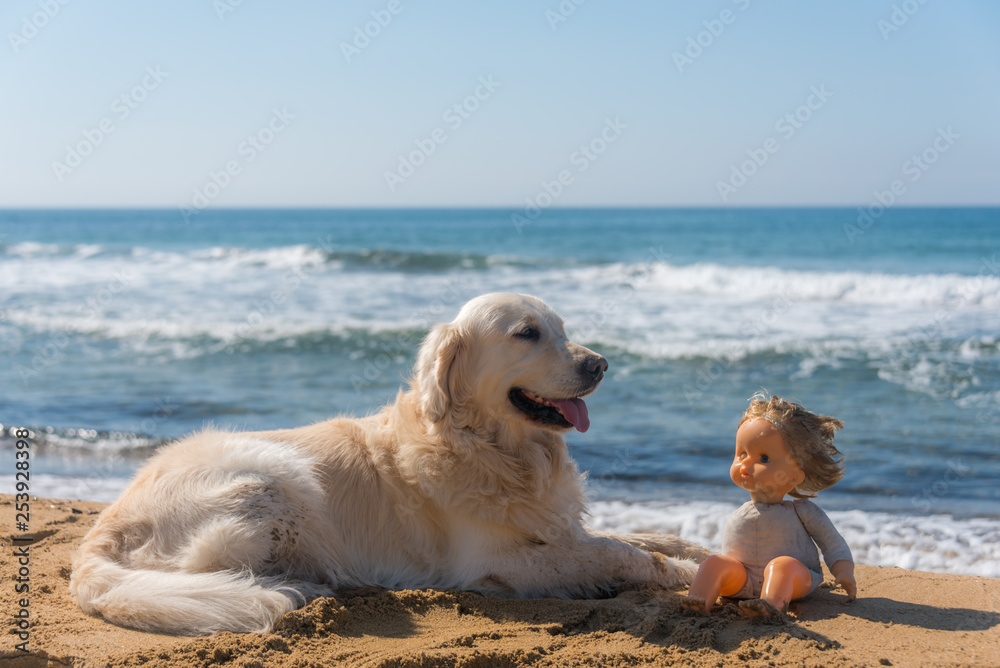 Golden Retriever on a Mediterranean Beach with a Doll Golden Retriever on a Mediterranean Beach with a Doll