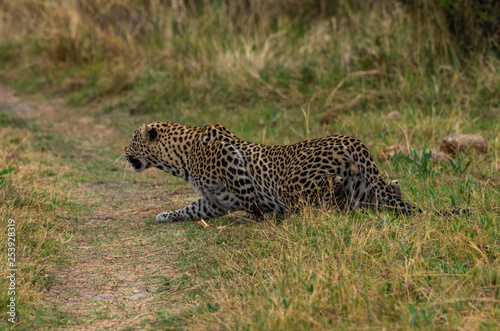 Leopard roaming its territory in the Khwai Concession area of Botswana Africa