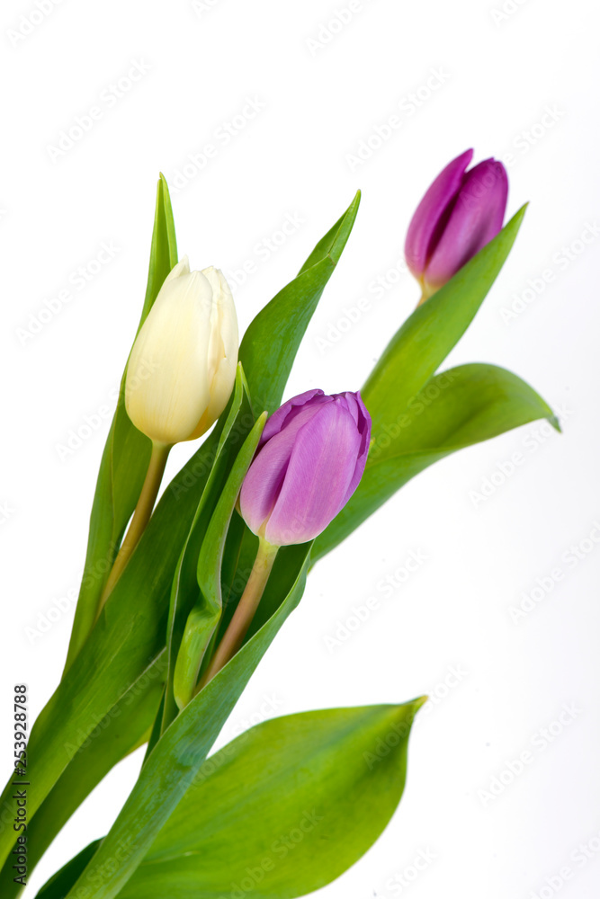 flowers tulips of different colors beautiful and picturesque bouquet flowers tulips of different colors beautiful and picturesque bouquet
