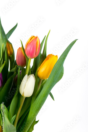 flowers tulips of different colors beautiful and picturesque bouquet