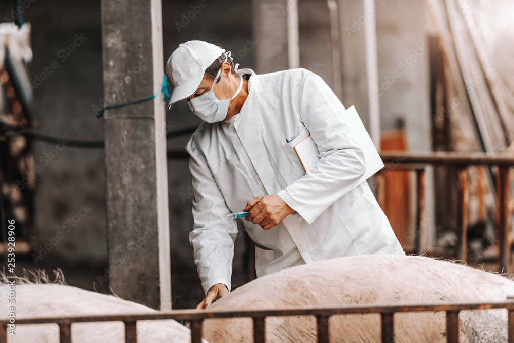 Veterinarian in white coat and mask on face holding clipboard under armpit and preparing to give injection to pig while standing in cote. Veterinarian in white coat and mask on face holding clipboard under armpit and preparing to give injection to pig while standing in cote.