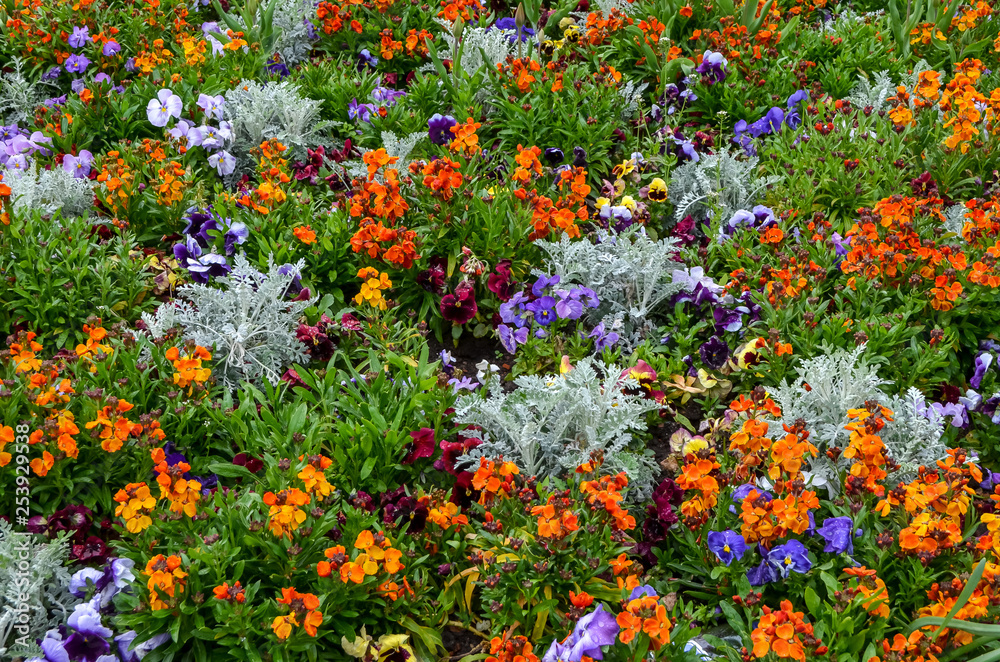 Group of mixed spring flowers in a garden in orange, blue and purple, including Viola tricolor