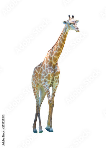  Giraffes standing isolated on white background of file with Clipping Path .