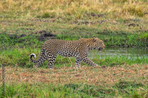 Leopard roaming its territory in the Khwai Concession area of Botswana Africa © sean heatley