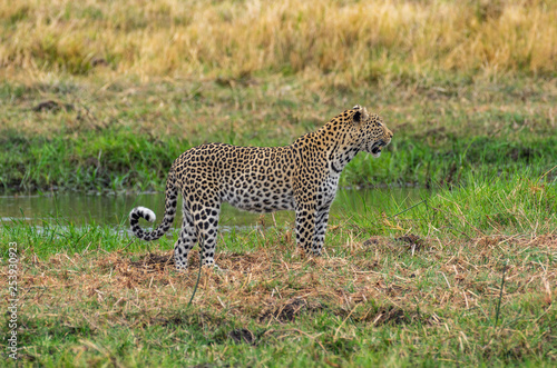 Leopard roaming its territory in the Khwai Concession area of Botswana Africa © sean heatley