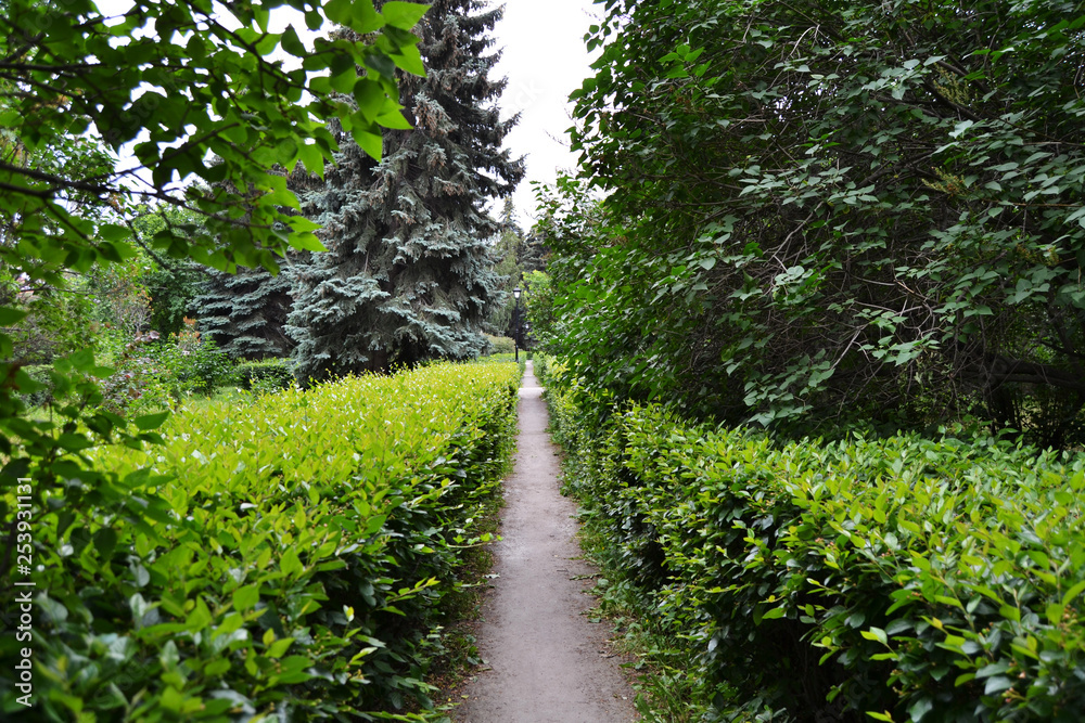 the path extending into the distance between the bushes